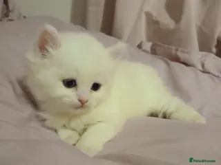 Turkish Angora cats **Angoradoll Kittens** - Advert 4