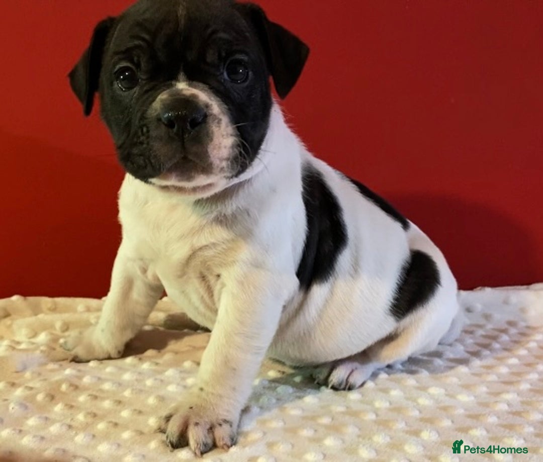 Alapaha Blue Blood Bulldog dogs for sale: TOP QUALITY PURE ALAPAHA BULLDOGS - Advert 21