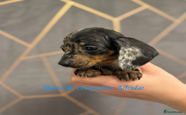Miniature Dachshund dogs - Advert 4