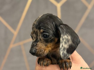Miniature Dachshund dogs - Advert 5