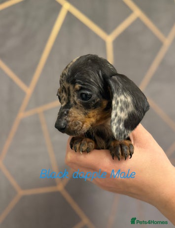 Miniature Dachshund dogs - Advert 4