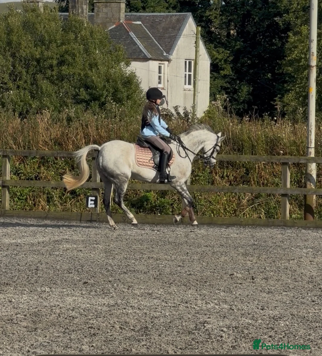 Welsh Section B horses for sale:  Macey - Marcosie Marceline 🤍 - Advert 1
