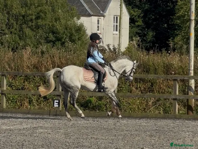 Welsh Section B horses Macey - Marcosie Marceline 🤍 - Advert 1