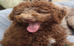 Labradoodle dogs for sale: ✔️The work has been done choose your breeder right - Image 6