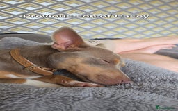 Jack Russell dogs for sale: Pure Jack russell puppies. Ultra-Rare colored.  - Advert 32