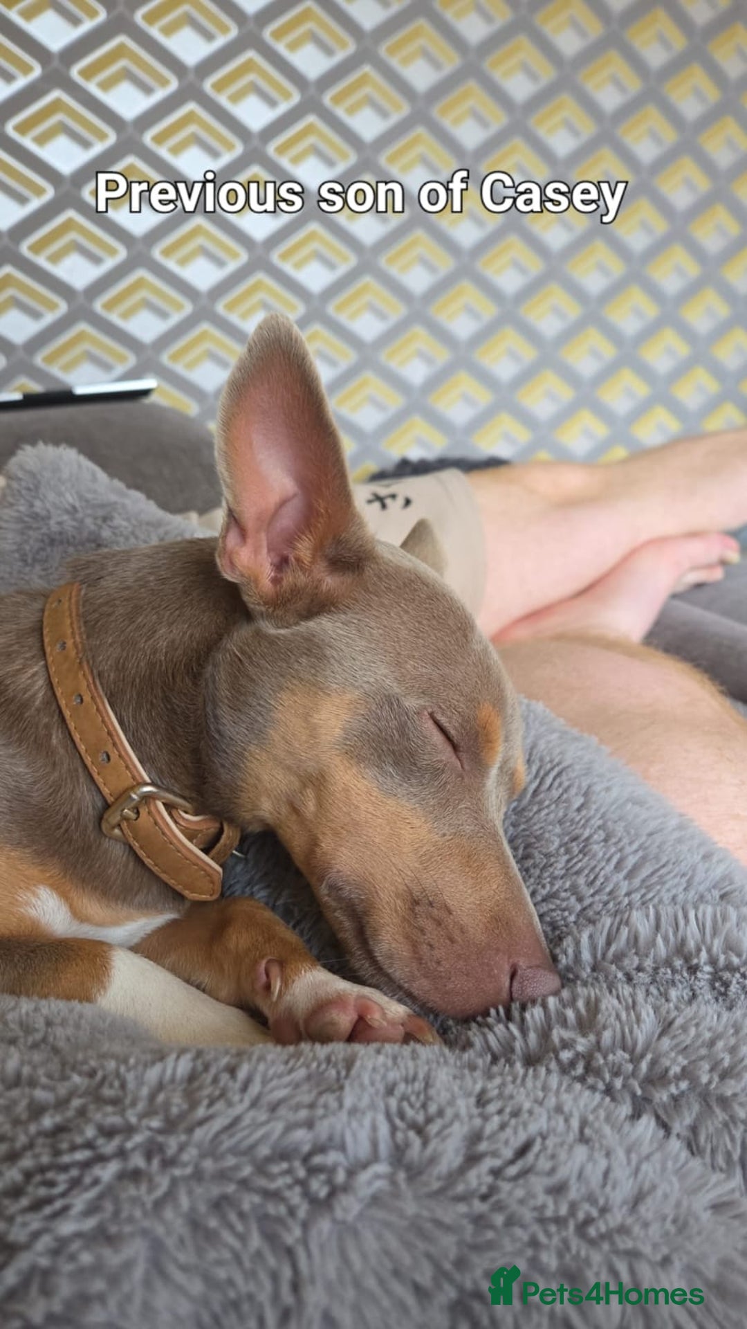 Jack Russell dogs for sale: Pure Jack russell puppies. Ultra-Rare colored.  - Advert 32