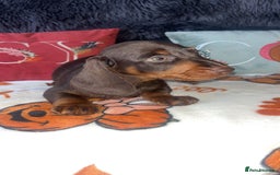 Doxiepoo dogs for sale: House trained READY NOW FOR THERE FOREVER HOMES ❤️ - Image 34