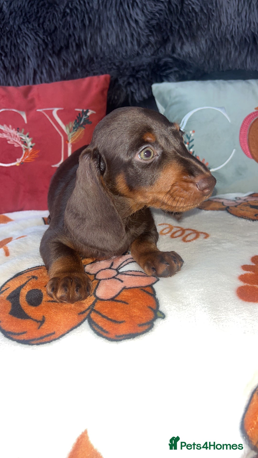 Doxiepoo dogs for sale: House trained READY NOW FOR THERE FOREVER HOMES ❤️ - Image 34