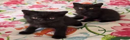 British Shorthair cats for sale: British shorthair kittens - Advert 21