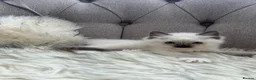 Ragdoll cats for sale: Ragdoll pure breed kittens!!! - Advert 14