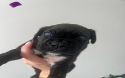 Cane Corso dogs for sale: Yuki X Aries Russian Champ Bloodline Puppies - Image 19
