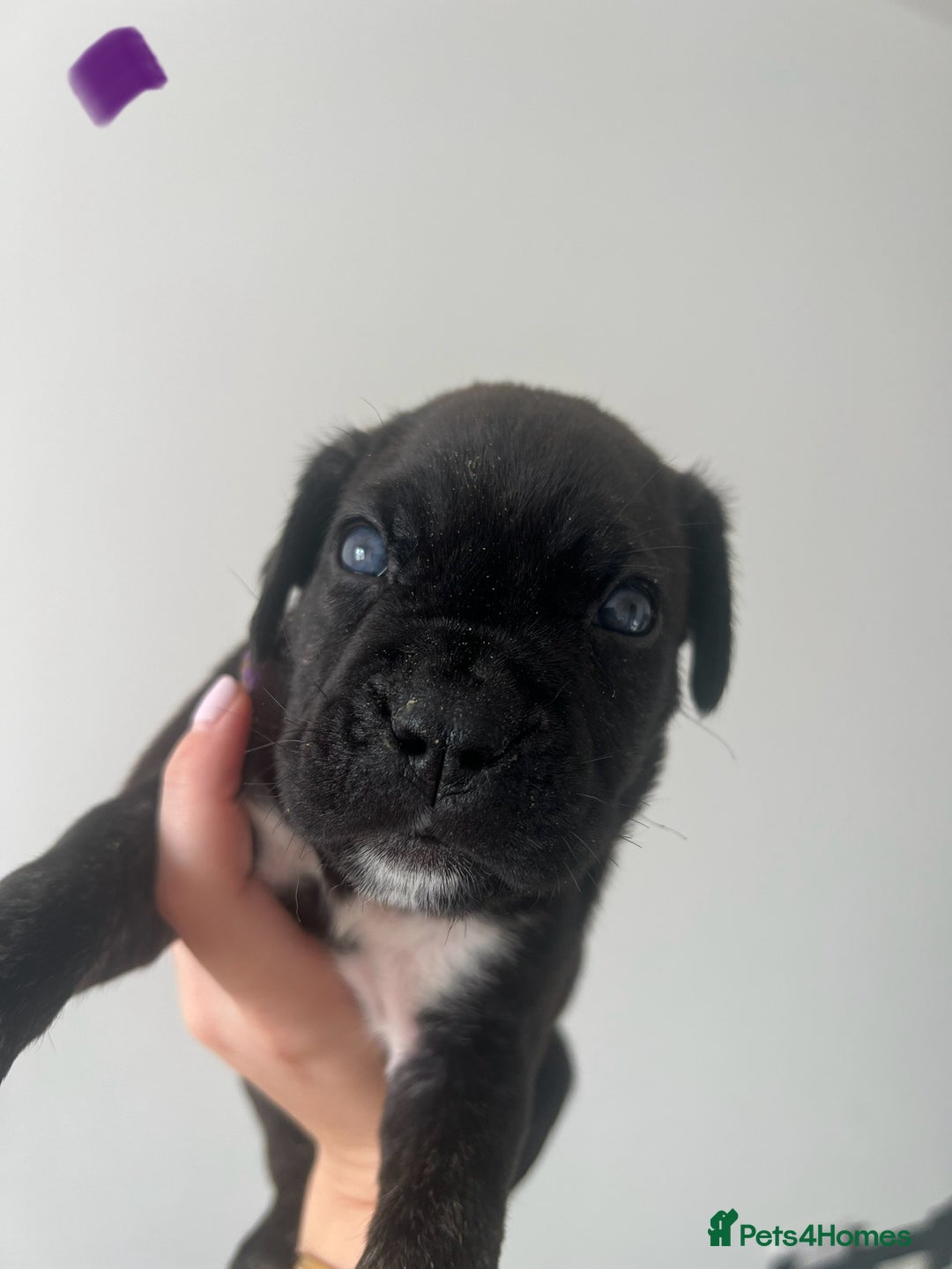Cane Corso dogs for sale: Yuki X Aries Russian Champ Bloodline Puppies - Image 19