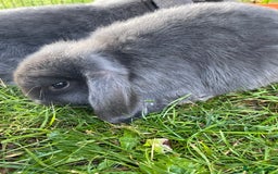 Mini Lop rabbits for sale: Male mini lop babies READY TO LEAVE  - Image 10