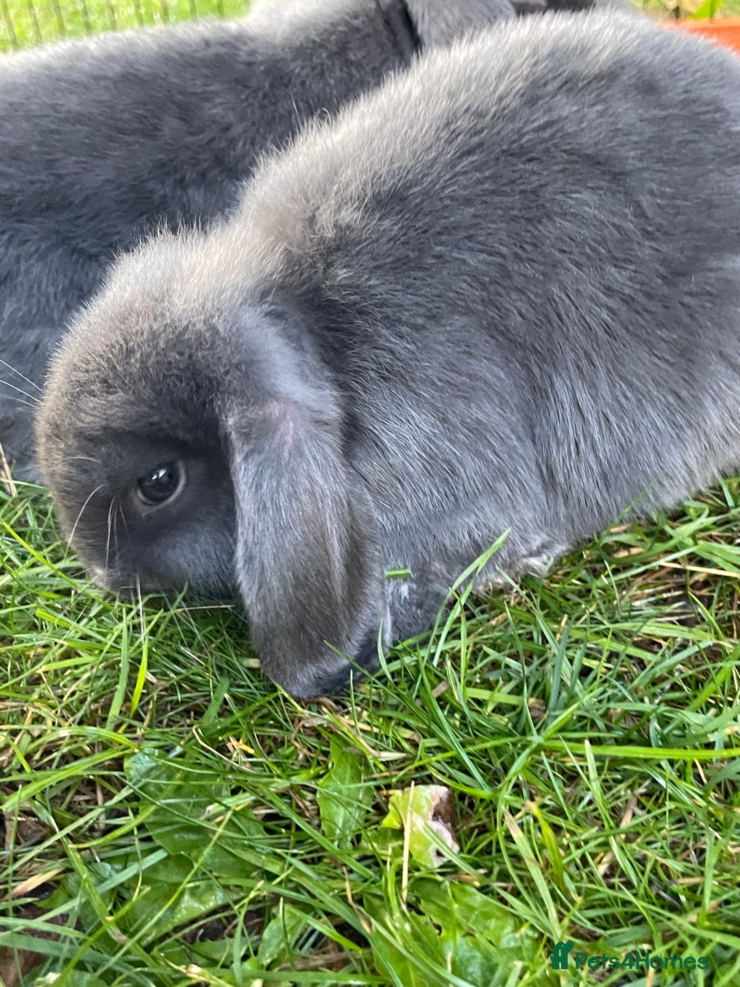 Mini Lop rabbits for sale: Male mini lop babies READY TO LEAVE  - Image 10