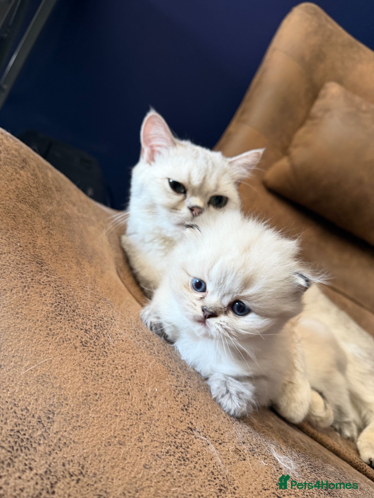 British Longhair cats Outstanding Scottish Longhair kitten  - Advert 2