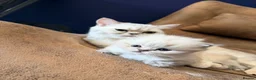 British Longhair cats for sale:   British Longhair male kitten  - Advert 4