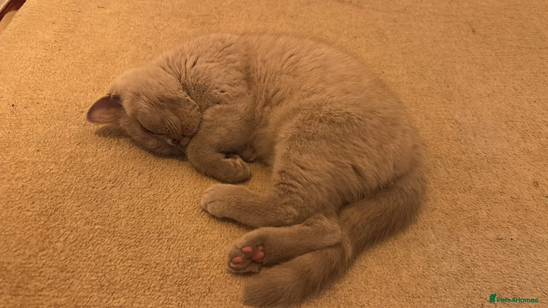 British Shorthair cats for sale: Beautiful Lilac British Shorthair Kitten – 💜 in Mitcham - Advert 2