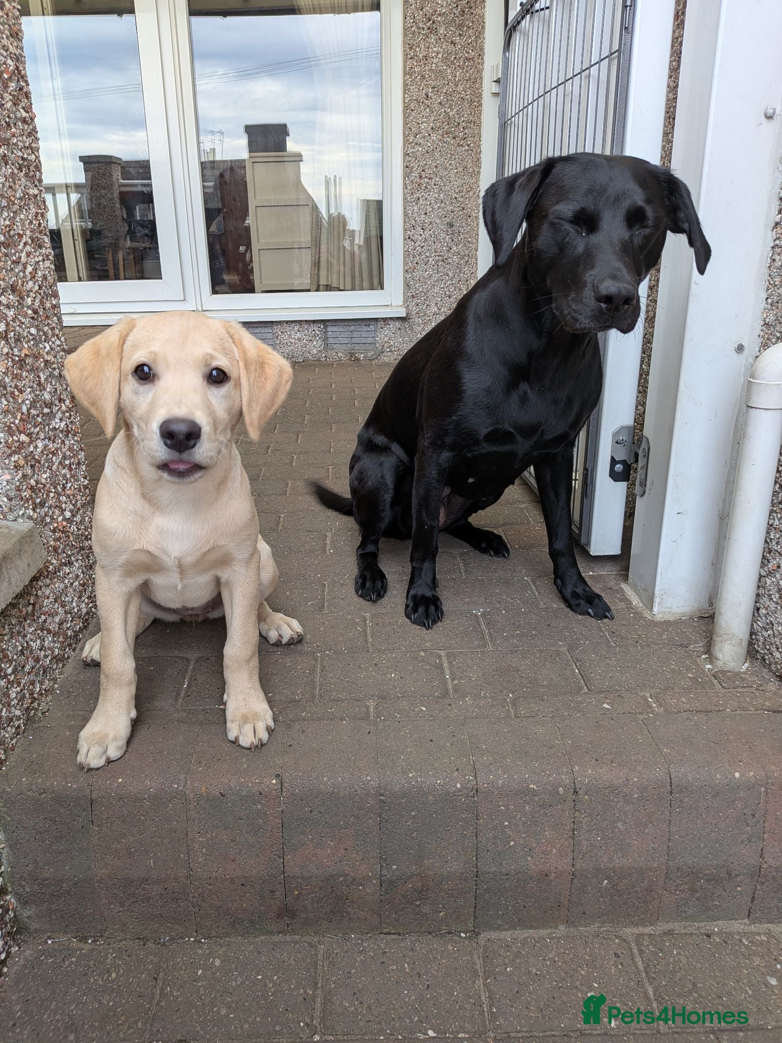 Labrador Retriever dogs Last litter Golden Retriever  - Advert 1