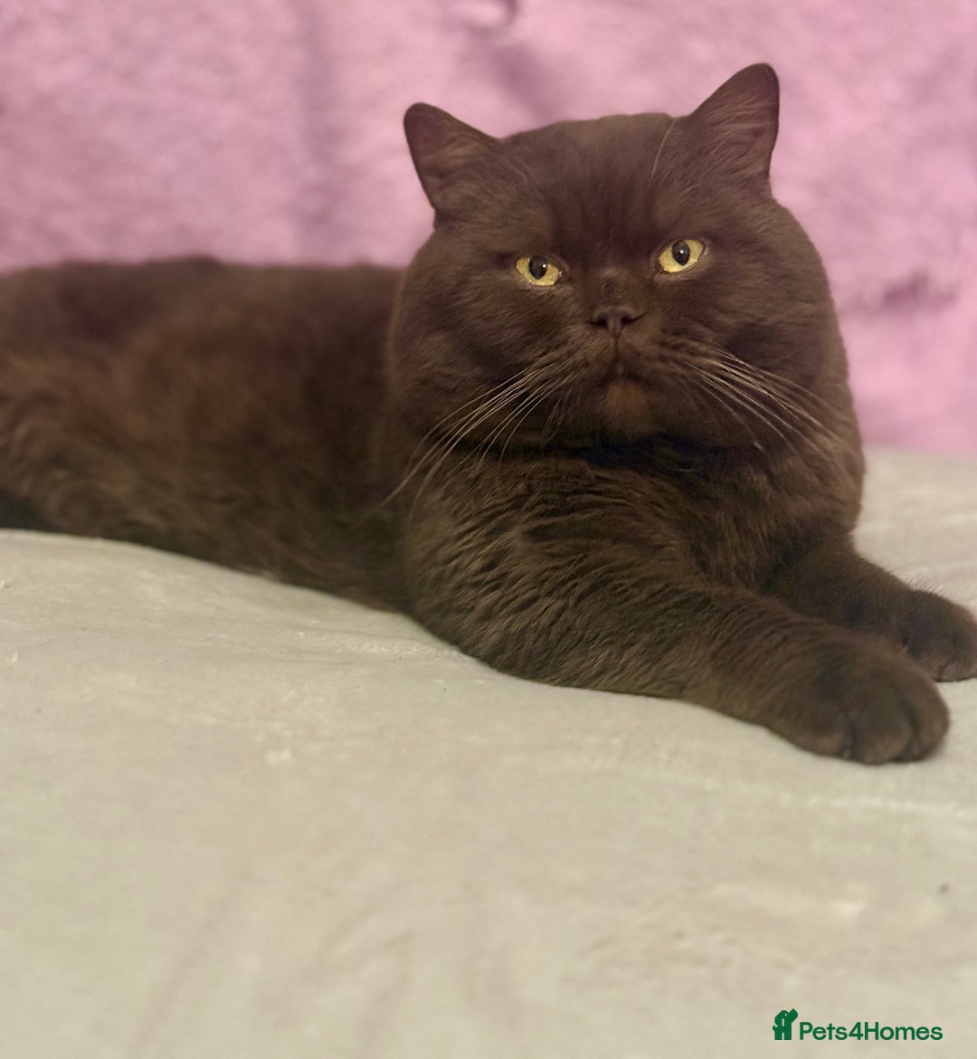 British Shorthair cats for stud: 🐾 GCCF&TICA Chocolate British Shorthair Stud 🐾  - Advert 2