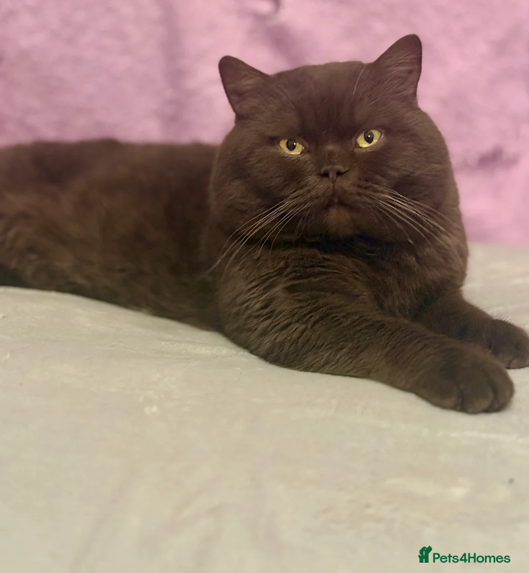 British Shorthair cats for stud: 🐾 GCCF&TICA Chocolate British Shorthair Stud 🐾  - Advert 2