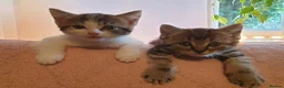 Mixed Breed cats for sale: Beautiful Male Kittens  - Advert 13