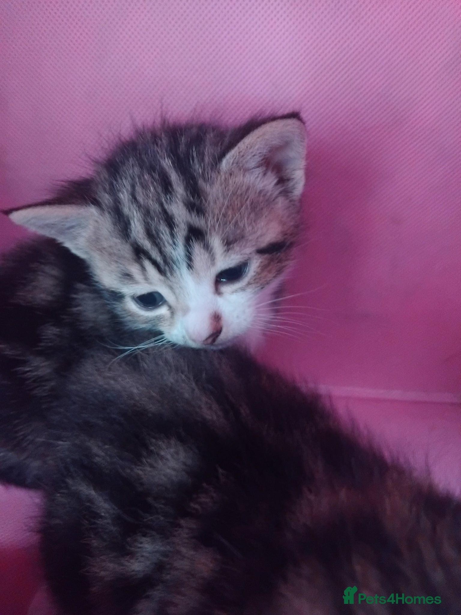 Mixed Breed cats  Bengal Cross kittens 1 little boy 2 girls left - Advert 5