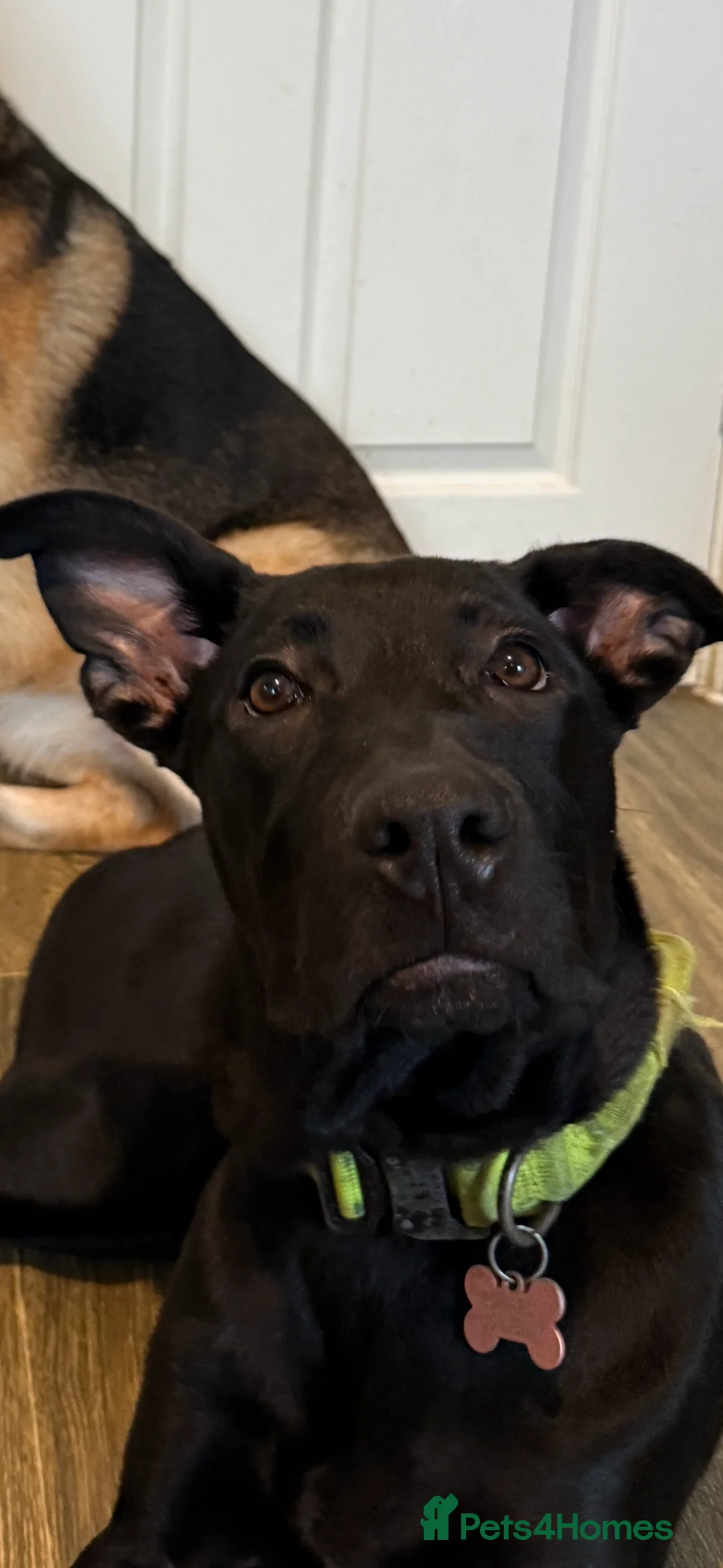 Mixed Breed dogs for sale: Astra - Belgian Malinois - Advert 3