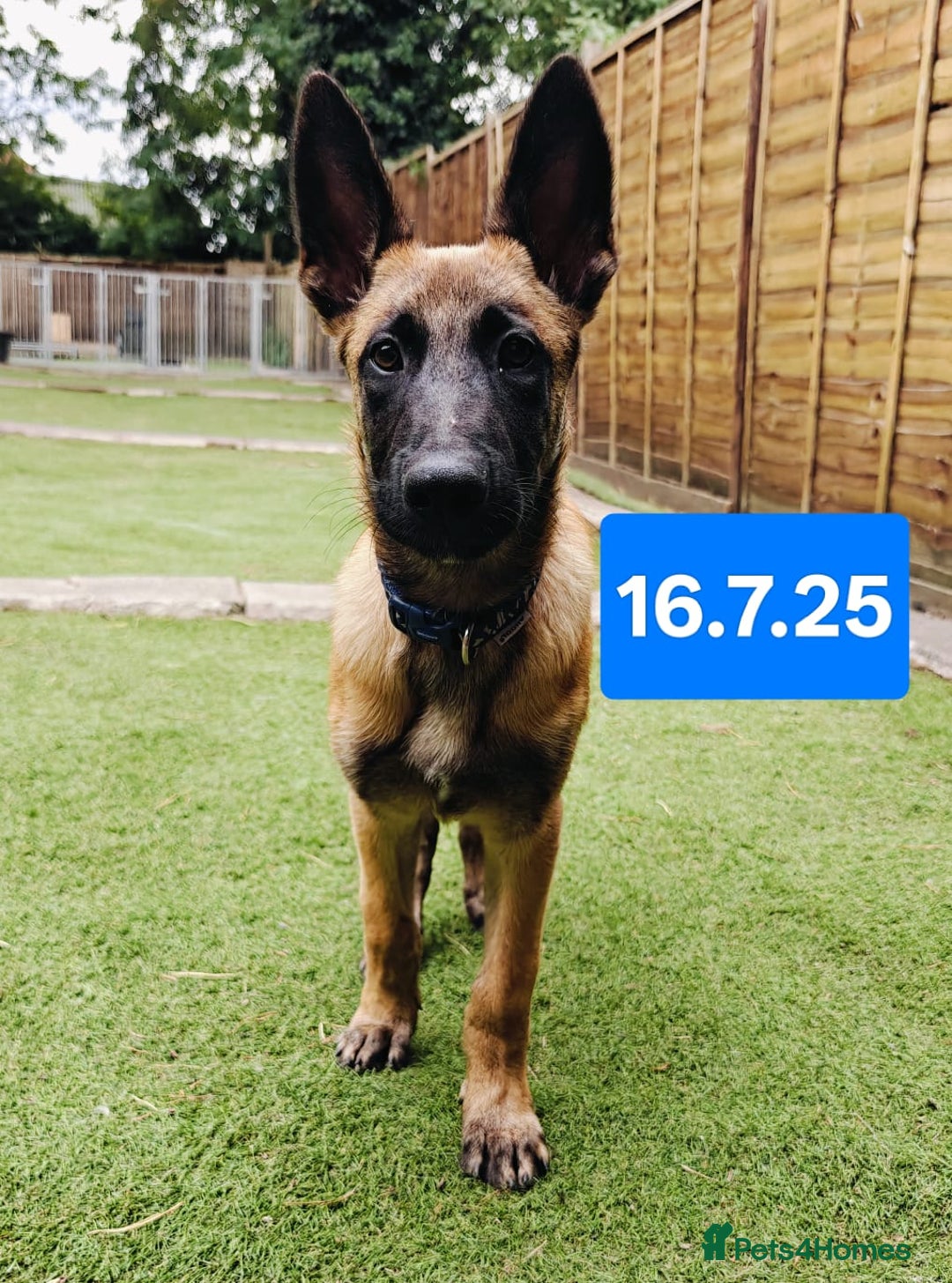 Belgian Shepherd Dog dogs for sale: KC Reg Belgian Shepherd Malinois pups for sale in Newport - Image 11