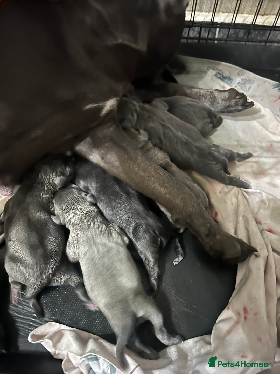 Staffordshire Bull Terrier dogs for sale: Stunning stocky blue Staffordshirebull terrier  - Advert 5