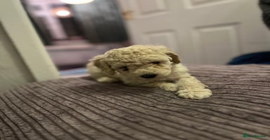 Mixed Breed dogs - Advert 1