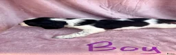 English Springer Spaniel dogs for sale: Millie and her beautiful Babies  in Yeovil - Advert 8
