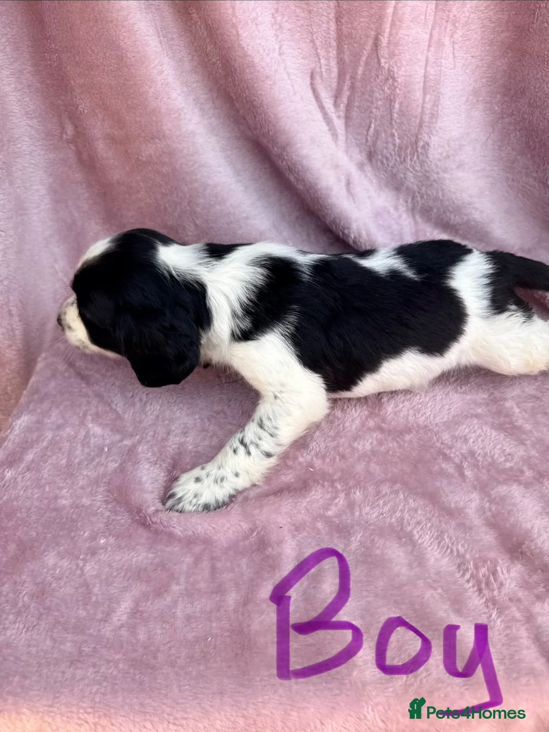 English Springer Spaniel dogs for sale: Last little Girl looking for loving home - Advert 2
