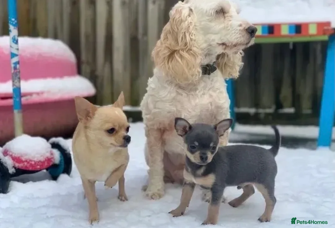 Chihuahua dogs for stud: Chihuahua stud (Romeo) in Sherborne - Advert 8