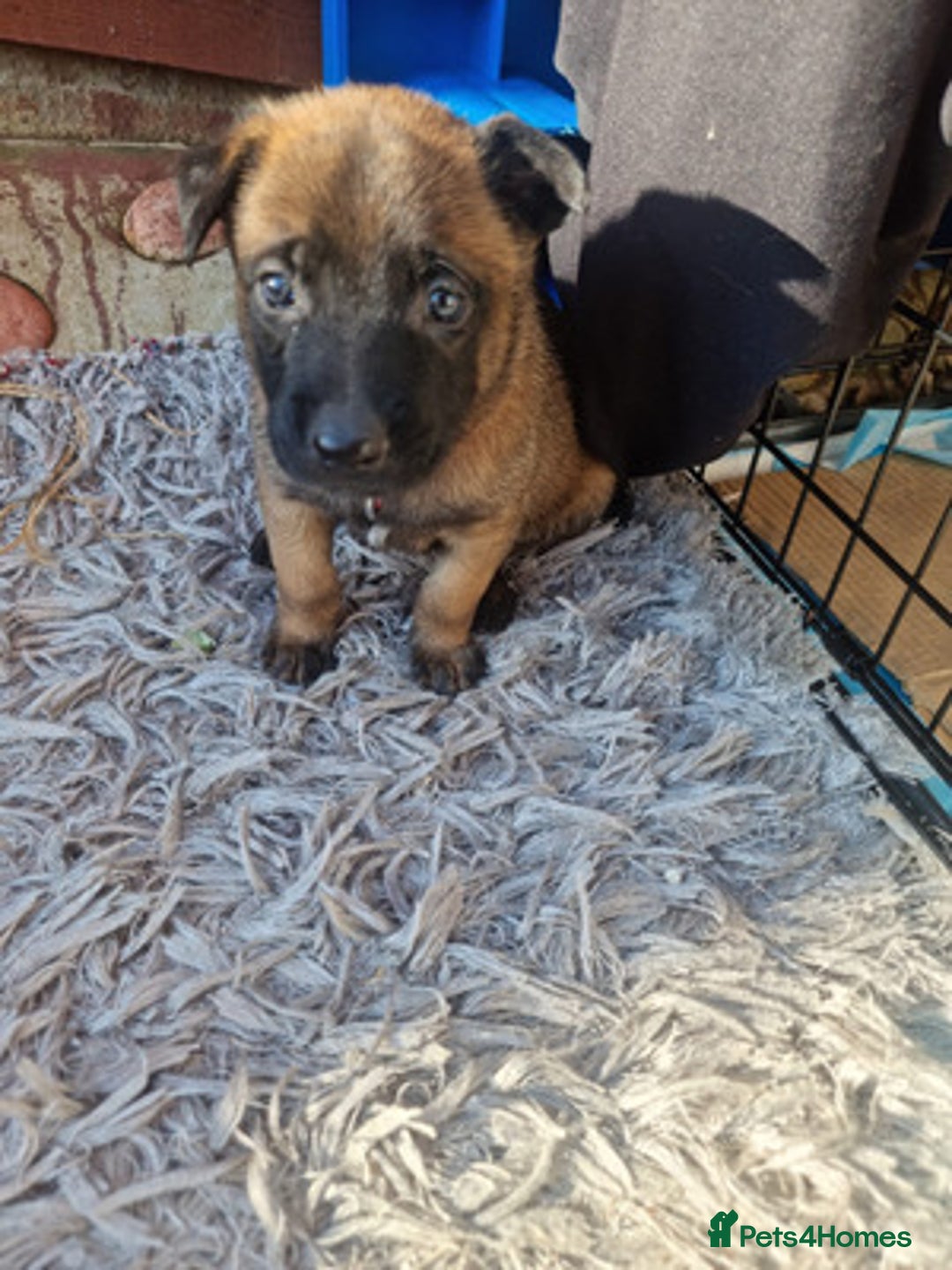 Belgian Shepherd Dog dogs for sale: Beautiful Belgian Malinois Puppies  - Image 5
