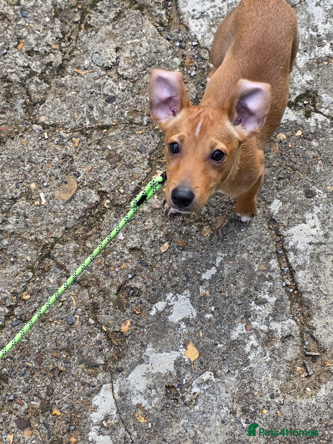 Mixed Breed dogs for sale: Jack russell - Advert 1
