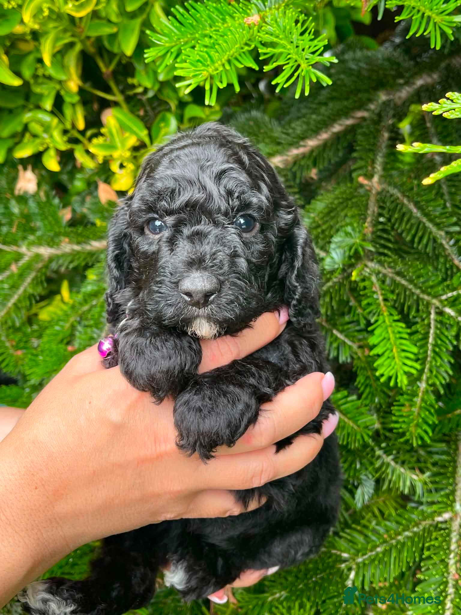 Cockapoo dogs 1 Gorgeous Cockapoo Girl Left - Advert 14