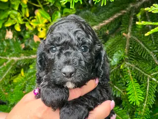 Cockapoo dogs 1 Gorgeous Cockapoo Girl Left - Advert 14