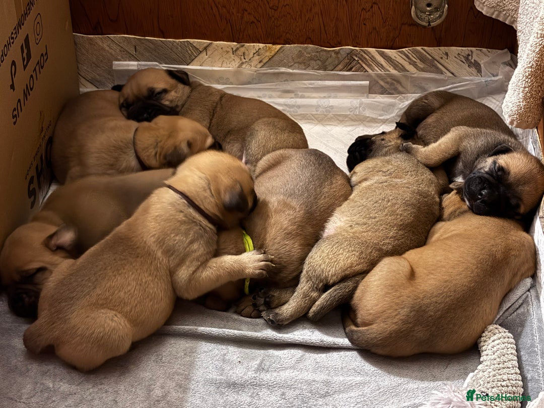 Bullmastiff dogs for sale: Beautiful litter of KC Reg bullmastiff puppies - Advert 1