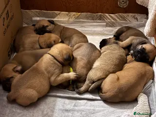 Bullmastiff dogs Beautiful litter of KC Reg bullmastiff puppies - Advert 3
