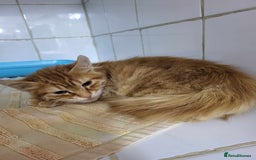 Mixed Breed cats for adoption: Gorgeous fun loving Kip is looking for a home - Image 14