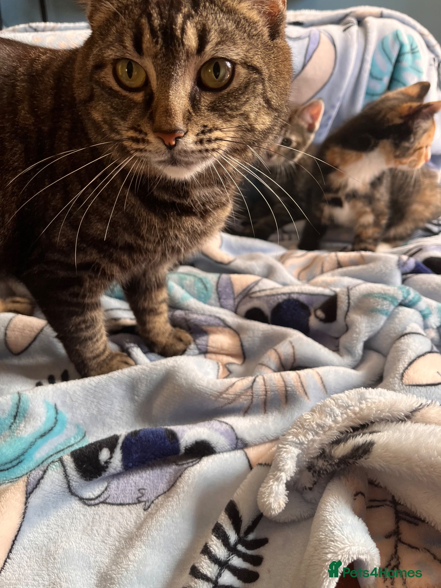 Mixed Breed cats Kittens - Advert 1