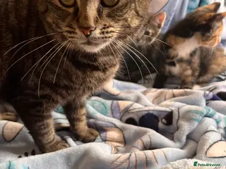 Mixed Breed cats Kittens - Advert 10