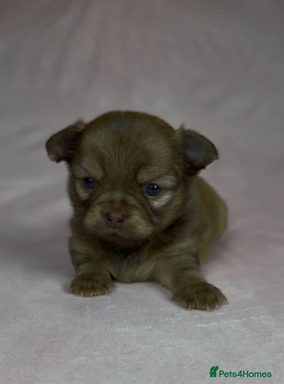 Chihuahua dogs for sale: Lovely Chihuahua Puppies Looking for New Homes in Newcastle upon Tyne - Advert 2