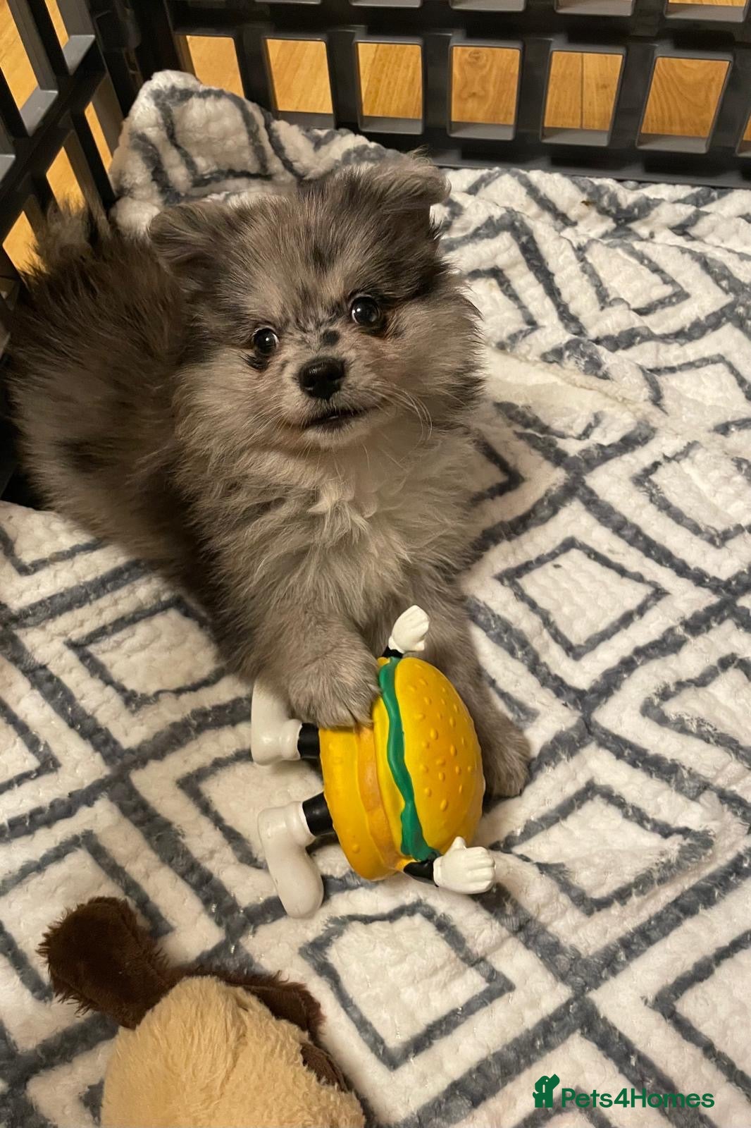 Pomeranian dogs Beautiful Adorable Very Loving Pomeranian Puppies - Advert 2