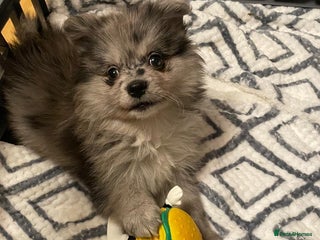 Pomeranian dogs Beautiful Adorable Very Loving Pomeranian Puppies - Advert 3