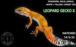 Leopard Gecko reptiles for sale: LEOPARD GECKOS AVAILABLE!! - NEW BABIES!  in Swadlincote - Image 3