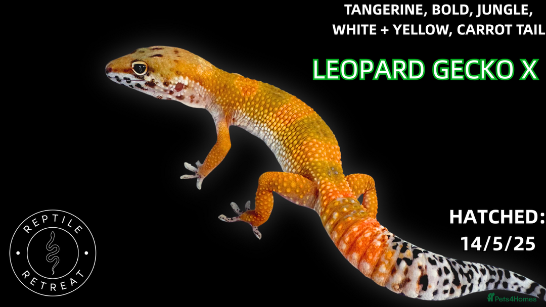 Leopard Gecko reptiles for sale: LEOPARD GECKOS AVAILABLE!! - NEW BABIES!  in Swadlincote - Image 3