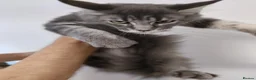 Maine Coon cats for sale: READY FOR COLLECTION  TICA registered kittens - Advert 5