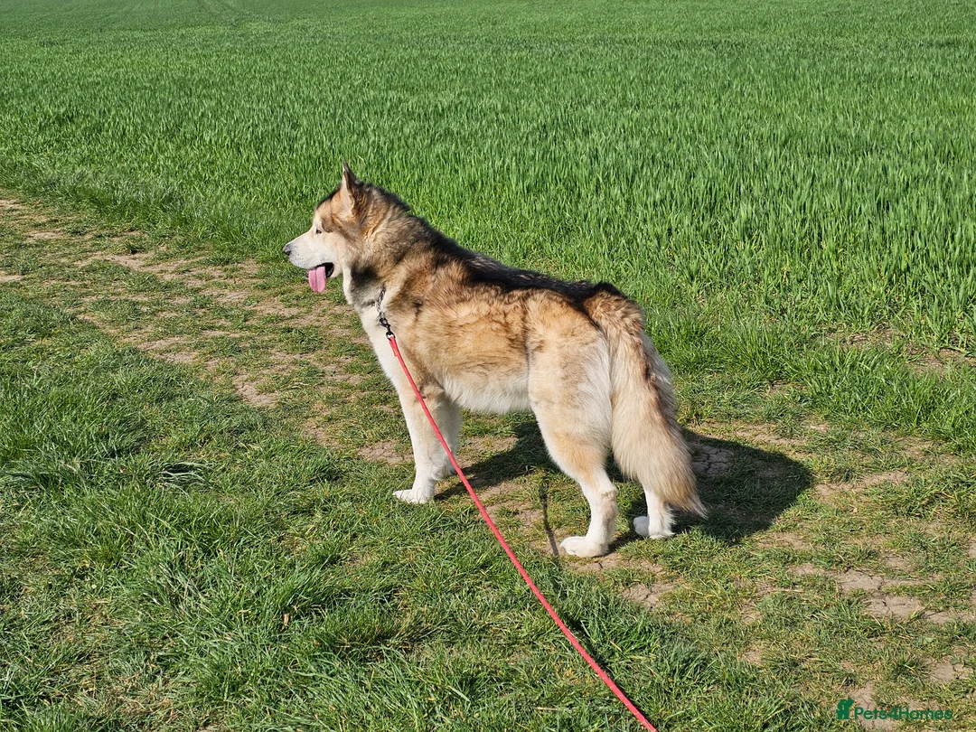 Alaskan Malamute dogs for stud: KC Alaskan Malamute for stud - Advert 2