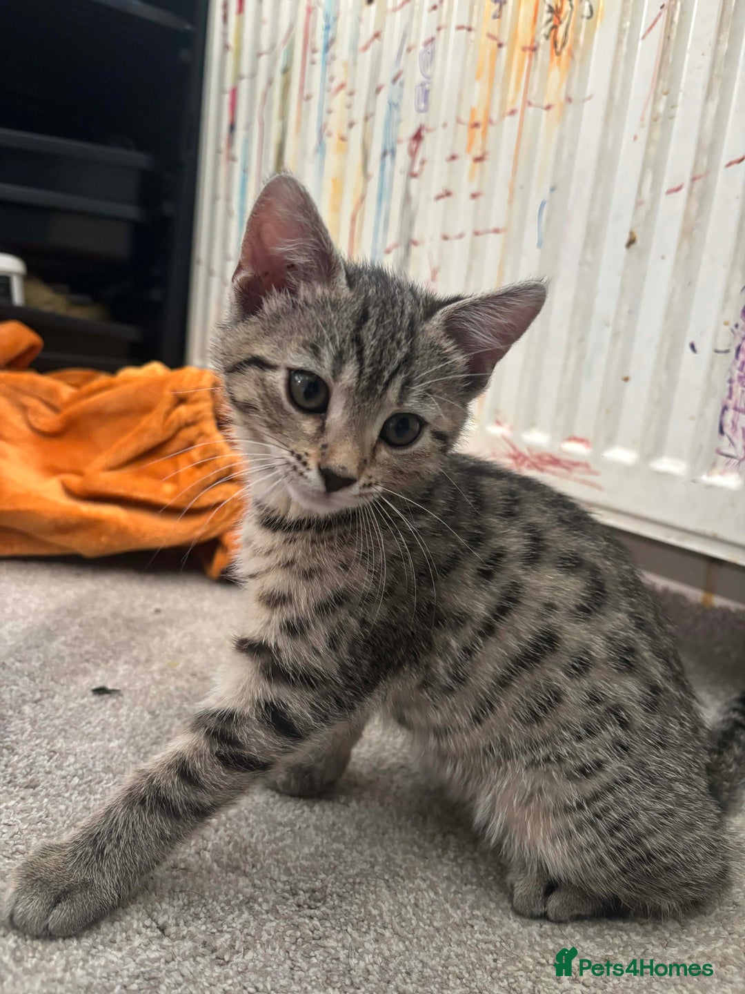 Mixed Breed cats for sale: Mix breed kittens - Advert 13